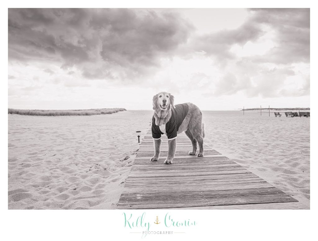 A dog stands on a path | Kelly Cronin Photography | Cape Cod Wedding Photographer