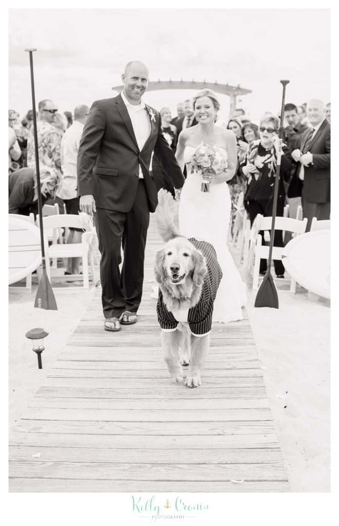 A dog walks down a wedding aisle | Kelly Cronin Photography | Cape Cod Wedding Photographer