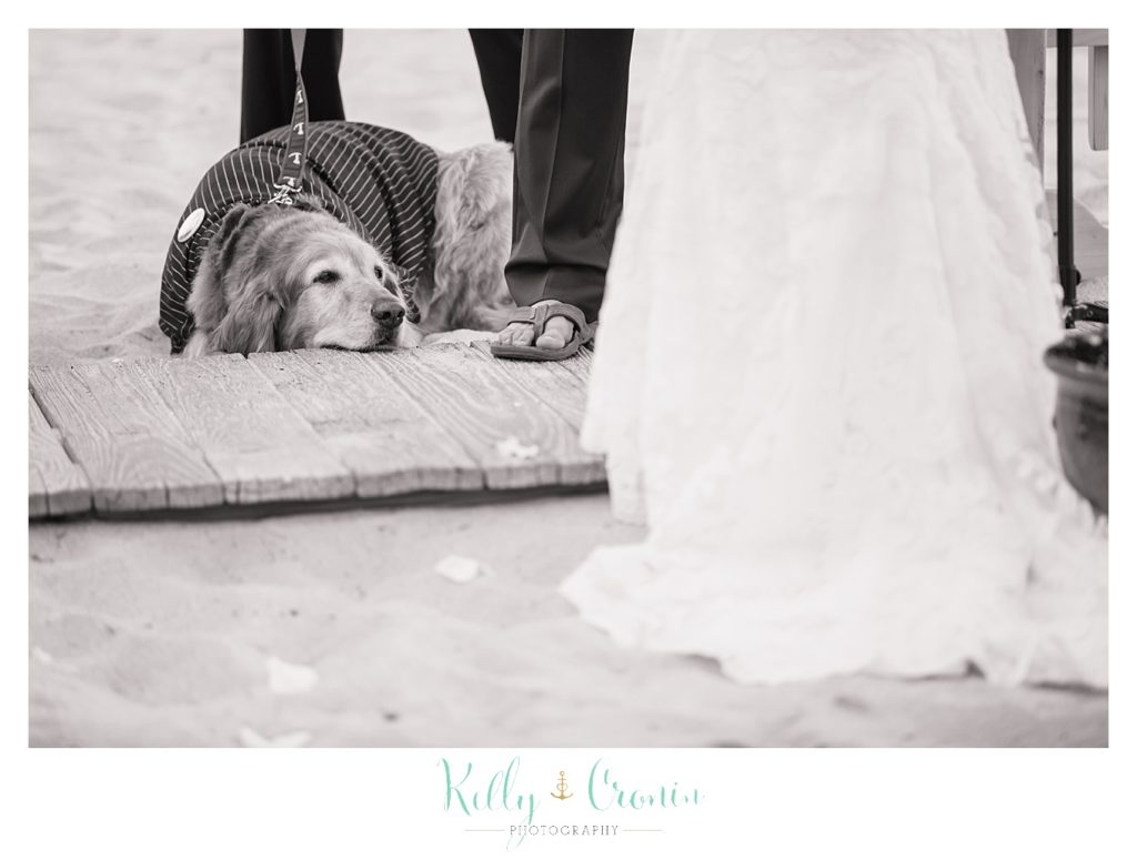 A dog lays down | Kelly Cronin Photography | Cape Cod Wedding Photographer