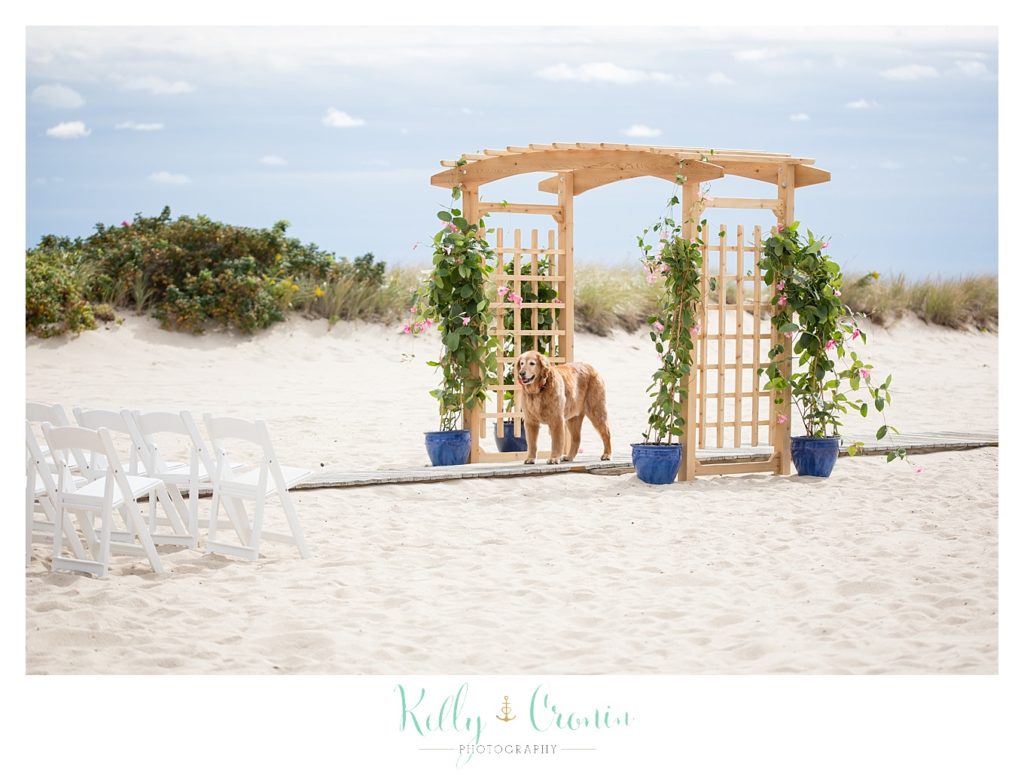 A dog stands at an alter | Kelly Cronin Photography | Cape Cod Wedding Photographer