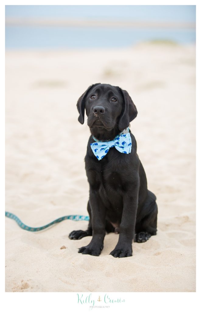 A puppy with a bow tie sits on the beach. 