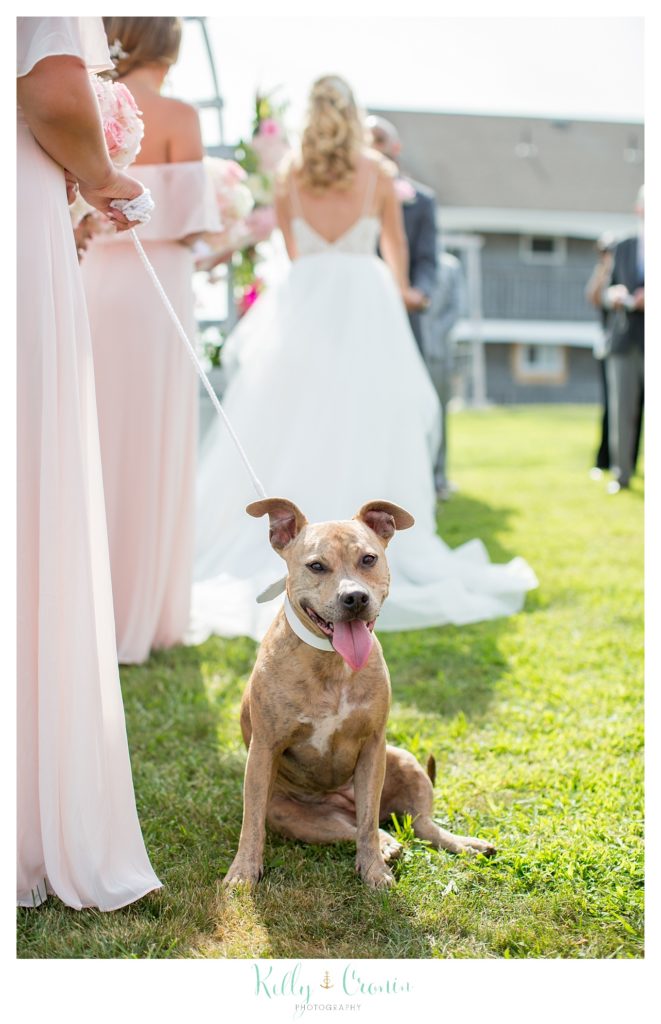 A puppy sits at a wedding ceremony. 
